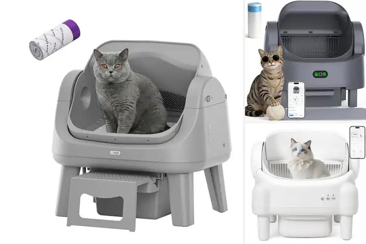 Detailed view of Best Automatic Self Cleaning Litter Boxes
